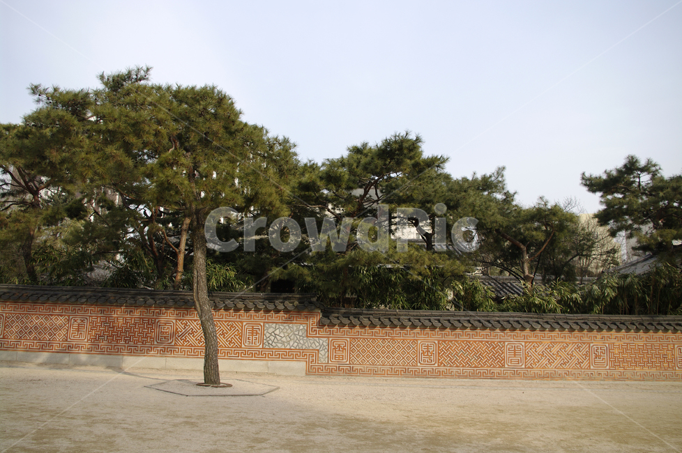 전통,tradition,담장,나무,무늬,tree,식물,한국전통,한국문화,korean traditional,korean culture