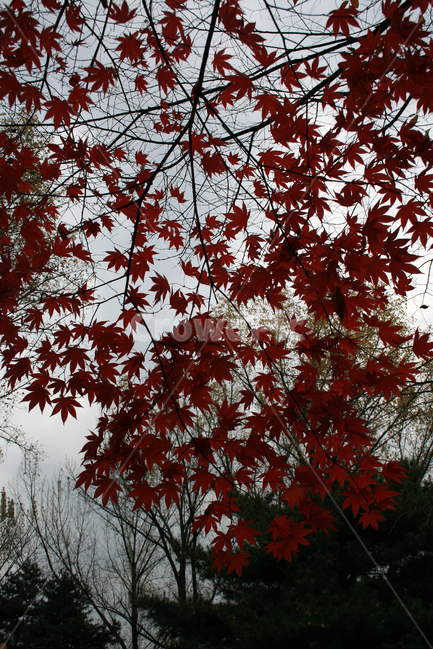 단풍,가을,잎,plants,nature,가을,계절,fall,autumn,season,식물,자연,plants,nature,plant,leaf,tree,나무,maple