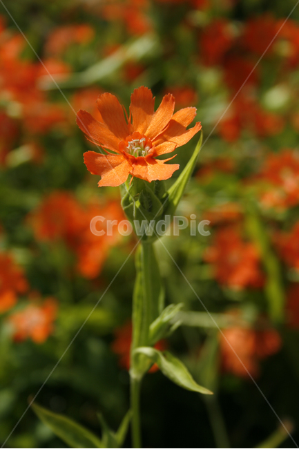 동자꽃,식물,flower,plants,nature,꽃,꽃봉오리,꽃밭,식물,자연,plants,nature,꽃,flower