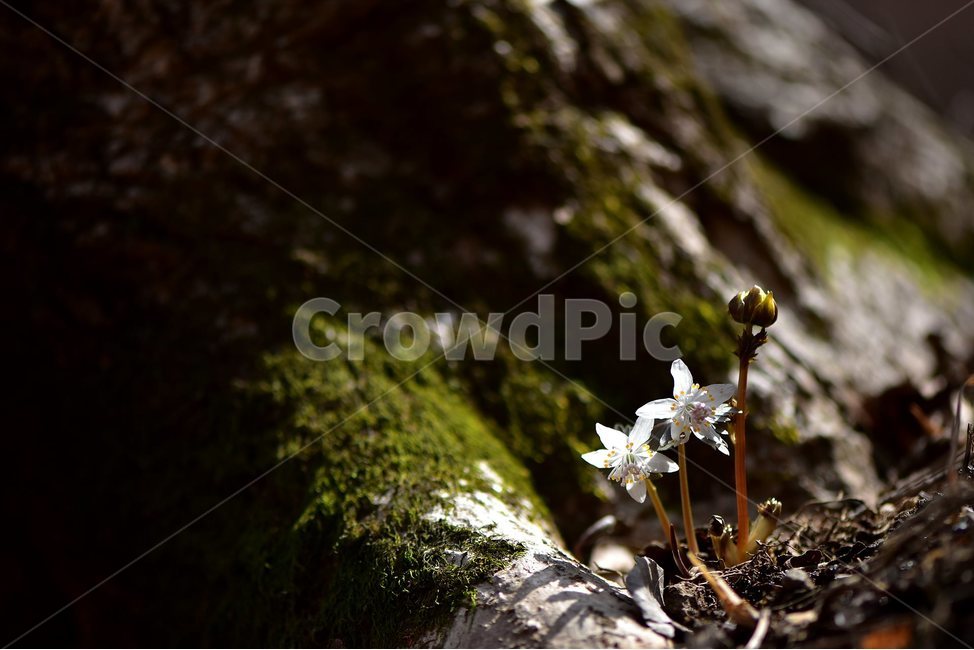 너도바람꽃,2018년,3월,야생화,꽃,생태,식물,자연,들꽃,산꽃,봄,감성,힐링,플라워,계절,시즌,wild,Flower,plants,nature,spring,season,배경,풀,초본,미나리아재비과,너도바람꽃속,flower,생태사진,봄꽃,자생지,경기도,여러해살이풀,흰색꽃,꿀샘,식물,자연,plants,nature,꽃,flower