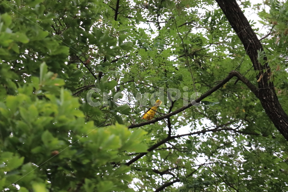 노랑,새,숲,나무,풀,자연,녹색,여름