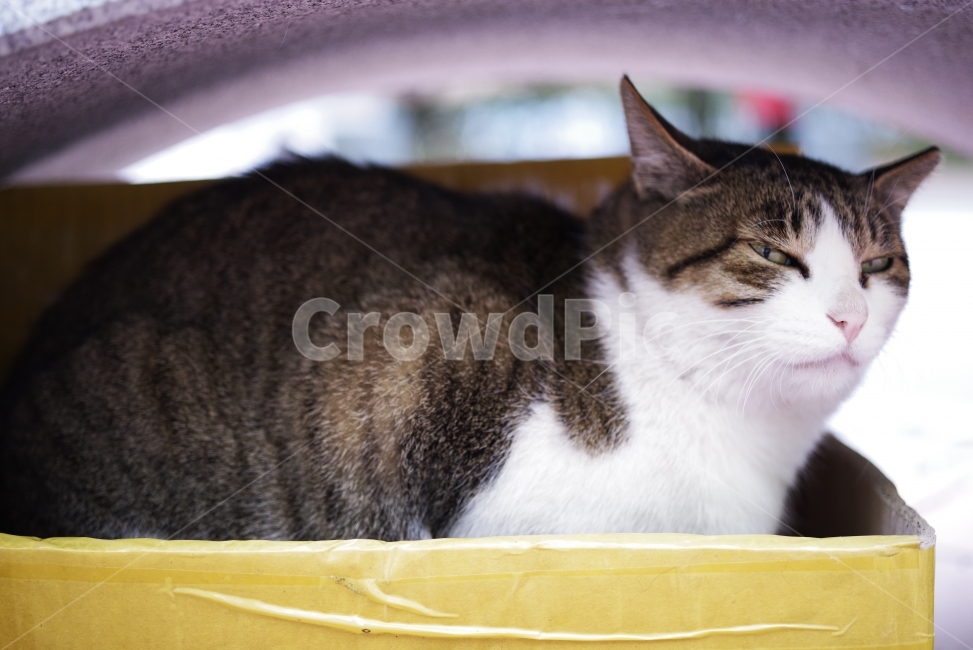 	고양이,길고양이,길냥이,애완동물,반려동물,생명,자연,야생,야생동물,야생고양이,미묘,미냥,cat,kitty,kitten,cute,lovely,adorable,pet,animal,street,streetcat,stray,straycat,wild,wildlife,wildcat,wildanimal,nature,natural,beauty,beautiful,동물,animal,포유류,mammal,고양이,cat,kitten,kitty