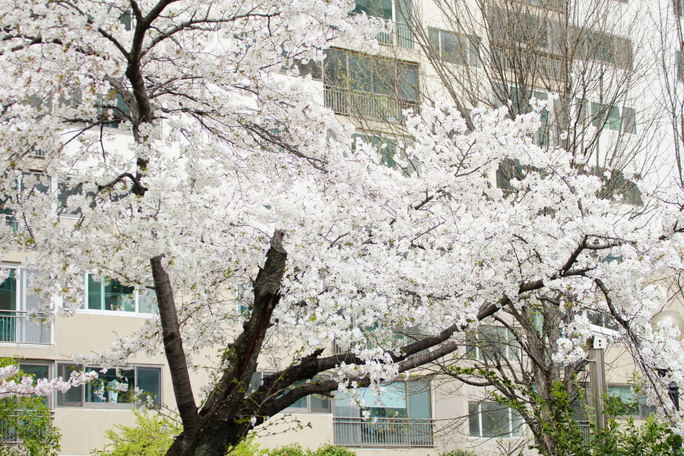 flower,벚꽃,꽃,식물,blossom