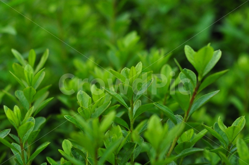 자연,새싹,잎,나무,초록,작은잎,nature,green,leaves,식물,자연,plants,nature