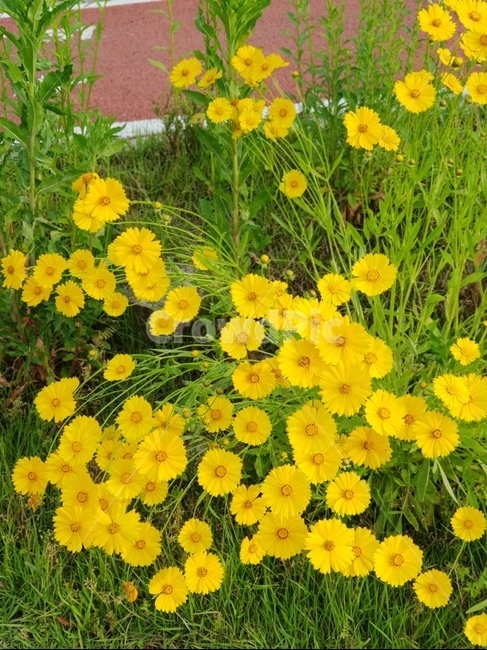 금계국,노랑,아침,봄,풍경,식물,자연,plants,nature,꽃,flower