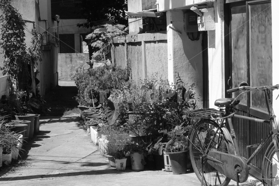 흑백,이발관,자전거,나무,식물,화분,화단,골목길,시골,쓸쓸함,골목길,alley,흑백,모노톤,monochrome,black and white,machine,기계,wheel,바퀴,transportation,교통,vehicle,차량,bicycle,bike
