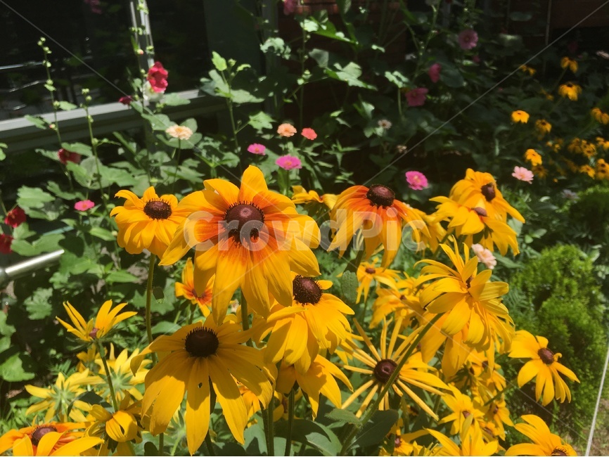 꽃,노랑,초록,봄,flower,yellow,background,엽서,배경,노란꽃,자연,식물,자연,plants,nature,꽃,flower