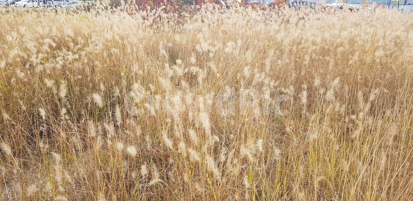 가을,식물,억새,갈대,바람,grass,가을바람,식물,자연,plants,nature