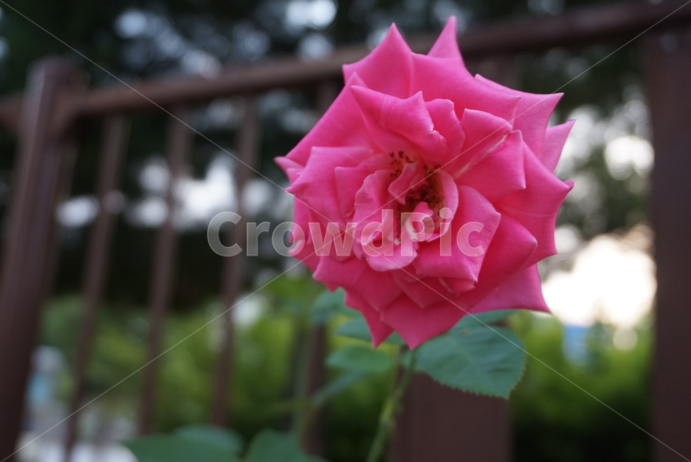 장미,rose,분홍색,핑크색,분홍,핑크,꽃,pink,flower,식물,plant