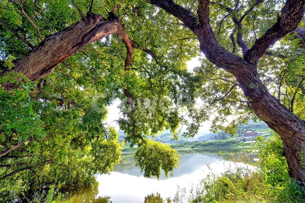 경산,반곡지,봄나무,연못,봄,나무,울창한,풍경
