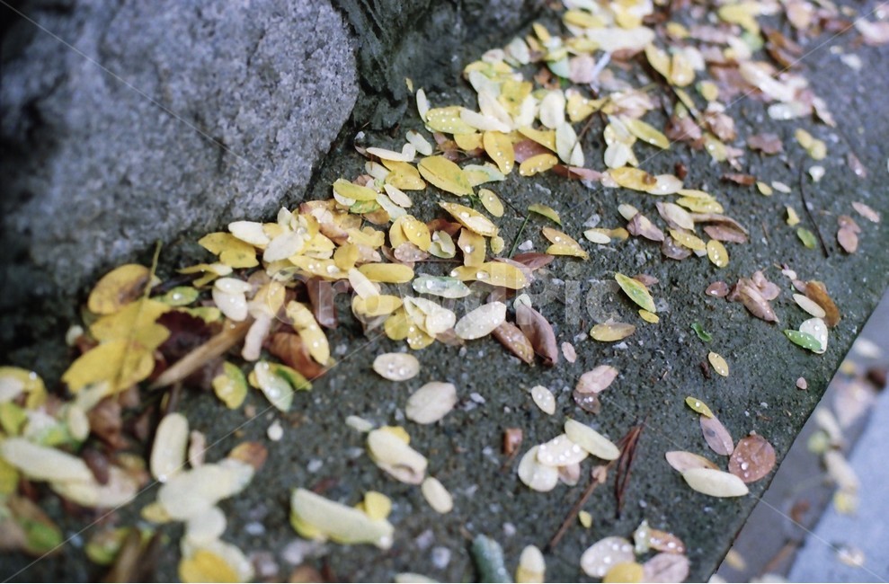 plant,식물,낙엽,가을,풍경,가을풍경,fallenleaves,leave,가을,계절,fall,autumn,season