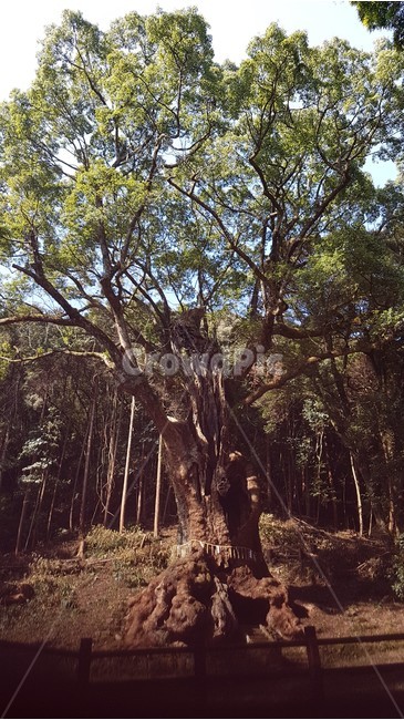 나무,tree,공원,park,일본나무,식물,자연,plants,nature,나무,trees,wood