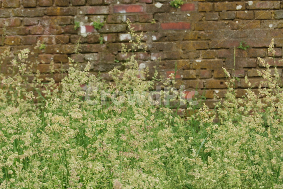 벽돌,brick,야생화,야생초,산책,식물,자연,plants,nature