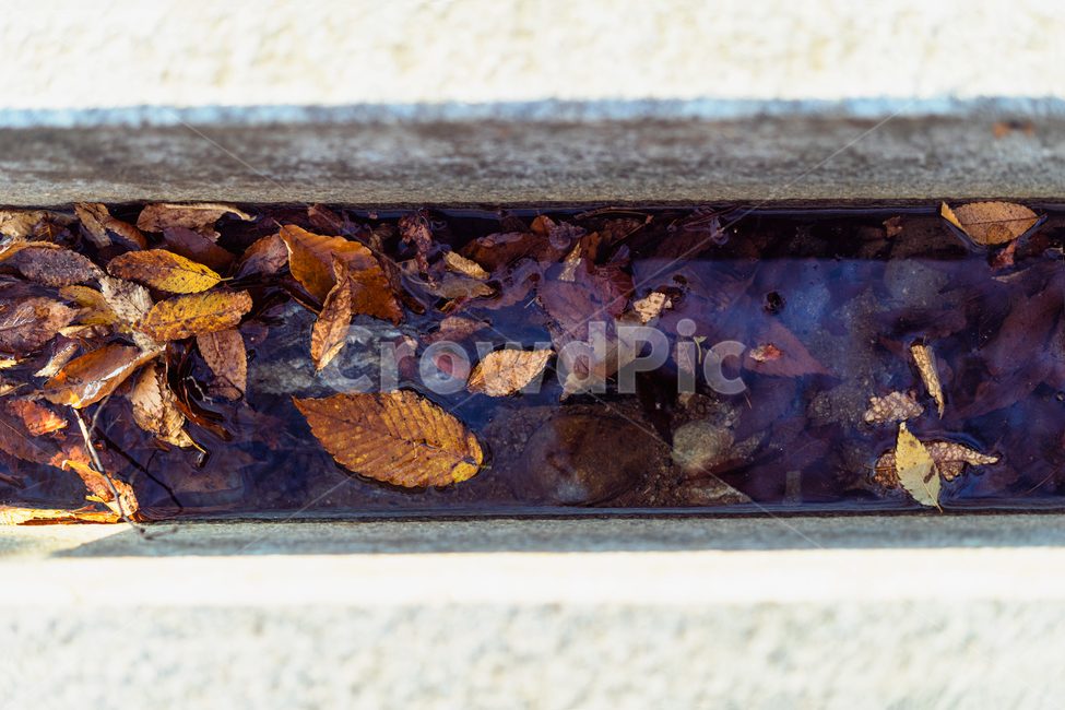 자연,풍경,가을,감성,낙엽,감성사진,나뭇잎,가을,계절,fall,autumn,season,식물,자연,plants,nature,plant,leaf,잎