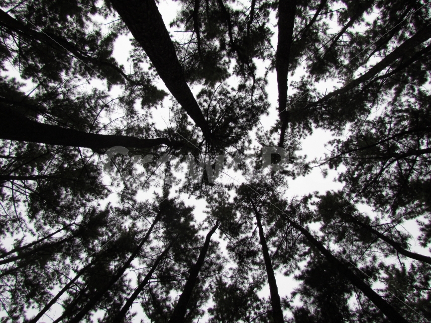 나무,숲,소나무,자연,풍경,자연,풍경,nature,landscape,tree,plant,식물