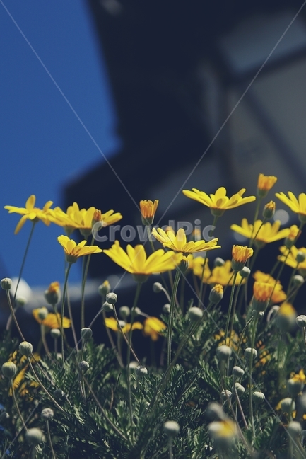 꽃,flower,노랑,yellow,길,골목,alley,봄,spring,식물,자연,plants,nature,꽃,flower,감성,sensible,feeling