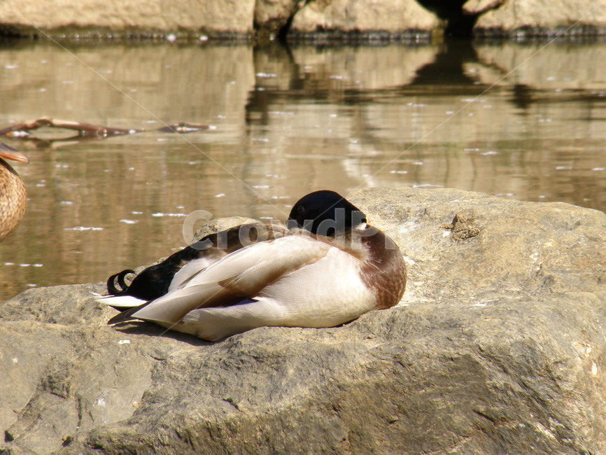 오리,조류,새,동물,duck,동물,animal,조류,새,birds
