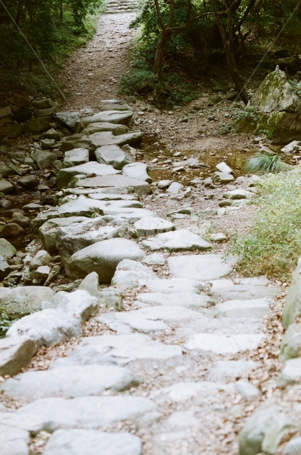 필름,필름사진,풍경,경치,꽃,landscape,flower,감성,감성사진,느낌,산책길,오솔길,개울가,자연,풍경,nature,landscape,dirt road,흙길,road,도로,gravel,자갈,rubble,파편,ground,바닥