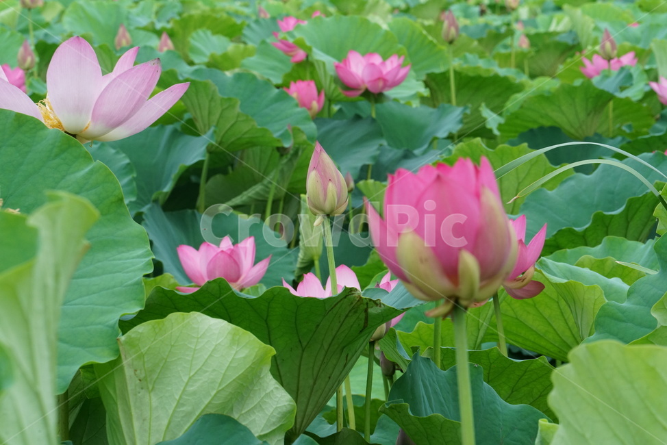 연꽃,련꽃,수초,식물,lotus,담수초,수중식물,수련과