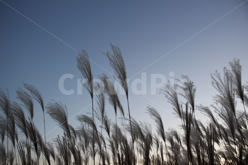 가을,억새,억새풀,자연,여행,공원,색감,하늘,가을,계절,fall,autumn,season,식물,자연,plants,nature,grass,잔디,plant,lawn,reed,갈대