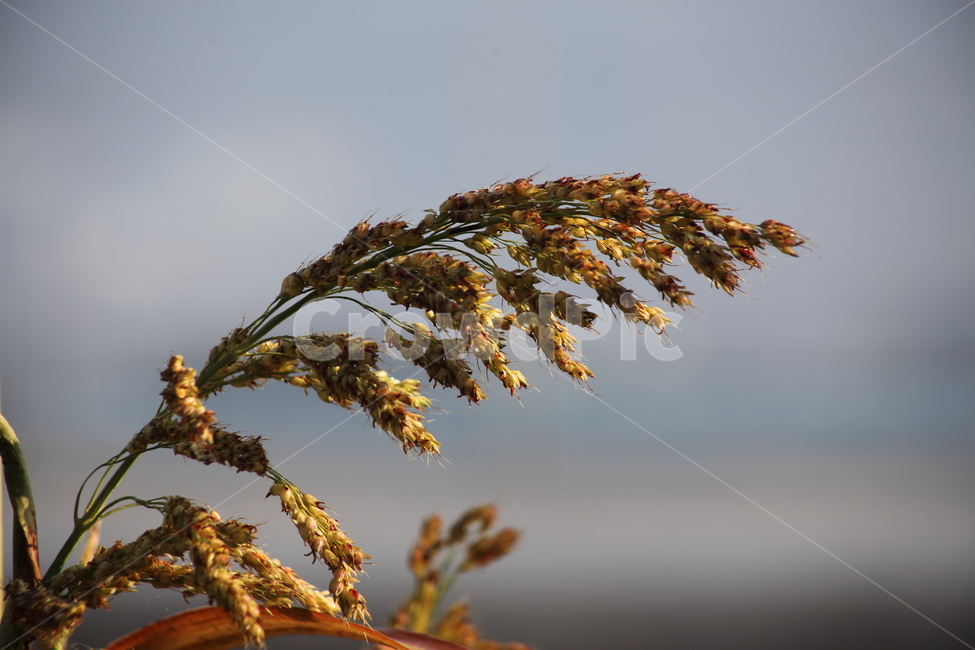 수수,농작물,농업,식물,sorghum,식물,자연,plants,nature