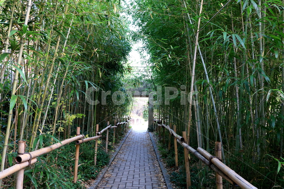 대나무,대,죽,식물,나무,자연,벼과,공원,선유도공원,자연,풍경,nature,landscape,식물,plants,나무,trees,wood