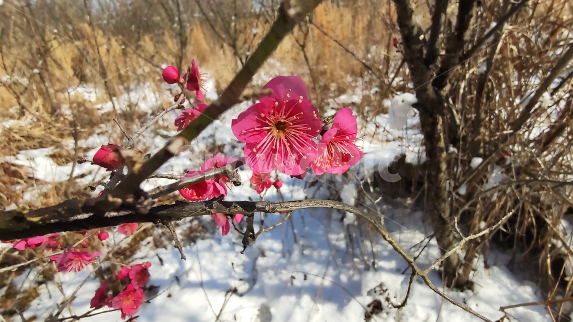 홍매화,매화,매화꽃,붉은매화꽃,홍매,자장매,maehwa,plant,식물,flower,blossom,꽃,식물,자연,plants,nature,꽃,flower