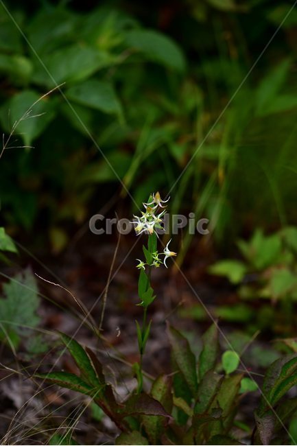 닻꽃,야생화,식물,자연,꽃,생태,힐링,플라워,wildflower,flower,plants,nature,season,감성,느낌,emotion,feeling,여름,용담목,용담과,닻꽃속,식물,자연,plants,nature,꽃,flower