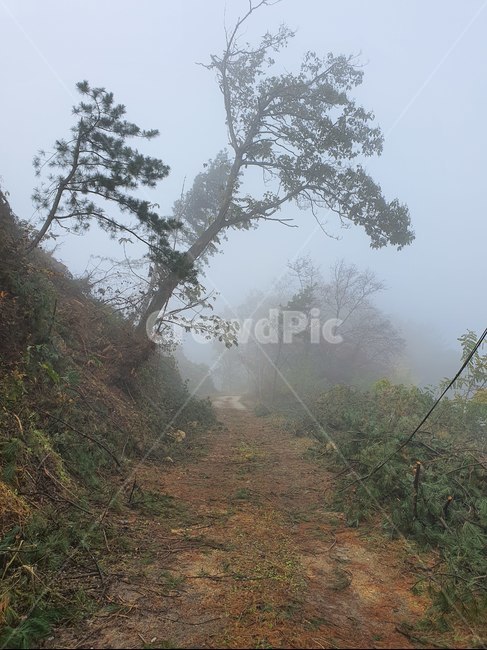 소나무,자연,산,road,안개