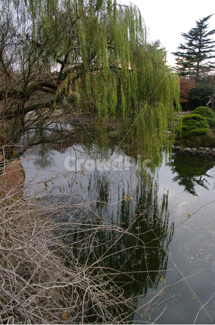 연못,가을,fall,나무,식물,plant,단풍,잎,낙엽,자연,풍경,nature,landscape,tree