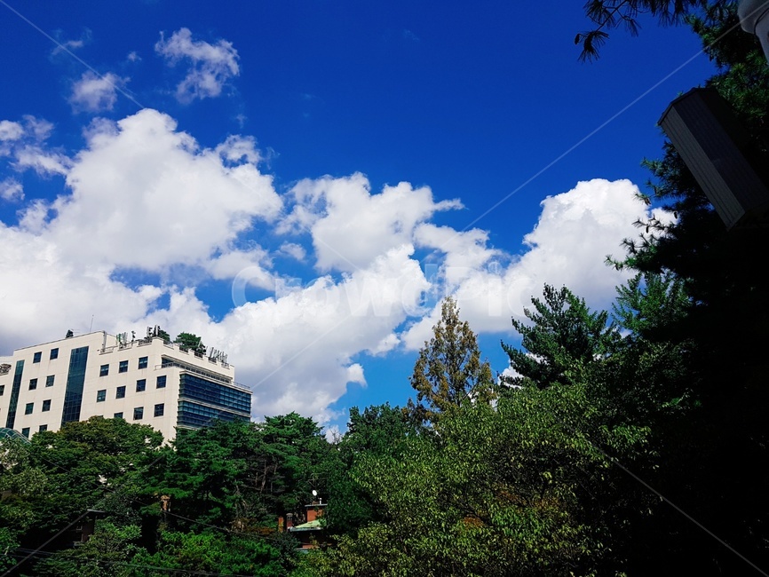 구름,하늘,숲,나무,sky,blue