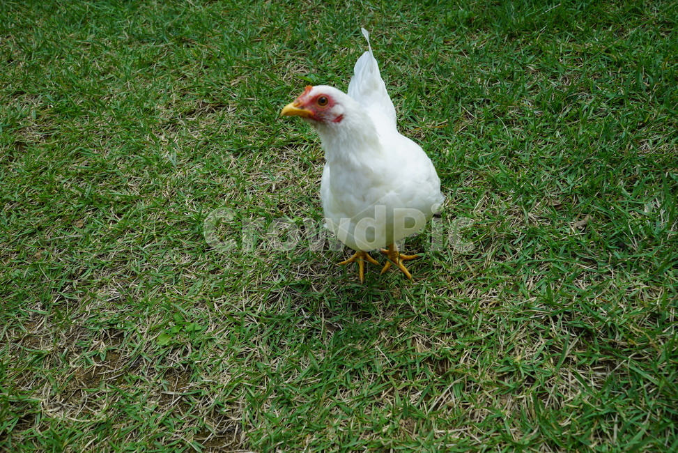 poultry,가금류,bird,animal,chicken,암탉,hen,새,fowl,동물,치킨,동물복지
