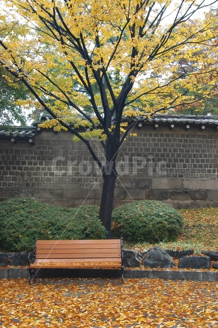 낙엽,가을,단풍,공원,벤치,밴치,의자,담,담장,한국,풍경,가을,계절,fall,autumn,season,한국전통,한국문화,korean traditional,korean culture,tree,나무,plant,식물,tree trunk,나무 줄기