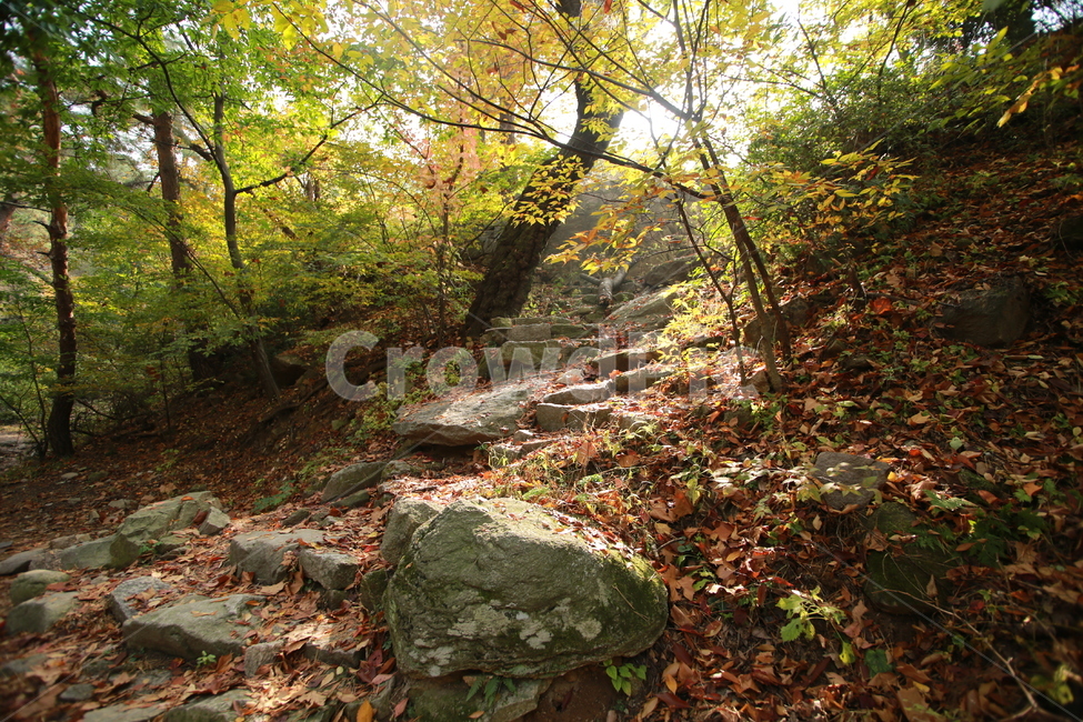 산,산길,돌,나무,나뭇잎,녹음,자연,우거지다,바위,흙,흙길,길,잎사귀,햇빛,햇볕,볕,빛,낮,새벽,숲,숲길,오솔길,등산,햇살,네이처,forest,mountain,nature