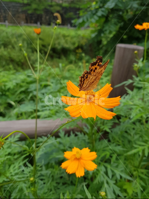나비,네발나비,남방씨알붐나비,fourfootedbutterfly,butterfly,동물,animal,곤충,벌레,insect,bug