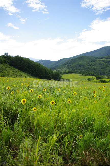 꽃밭,풍경,하늘,구름,식물,해바라기,고원,자연,풍경,nature,landscape,outdoors,옥외,grassland,목초지,field,들