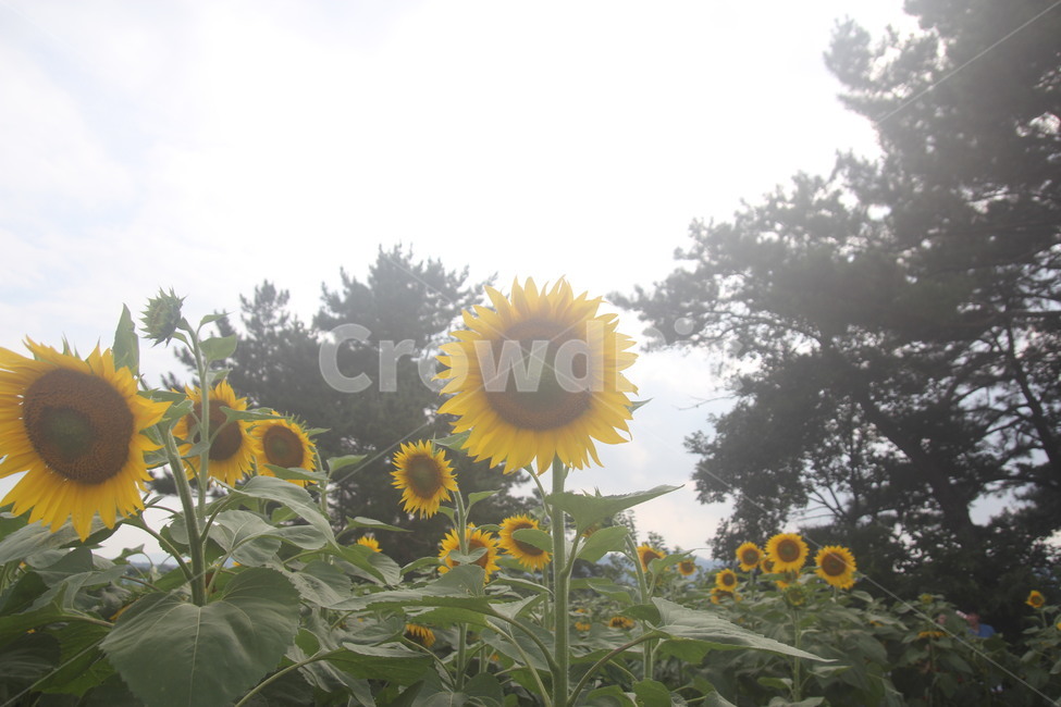 해바라기,산해바라기,들판해바라기,sunflower,helianthus,식물,자연,plants,nature,꽃,flower