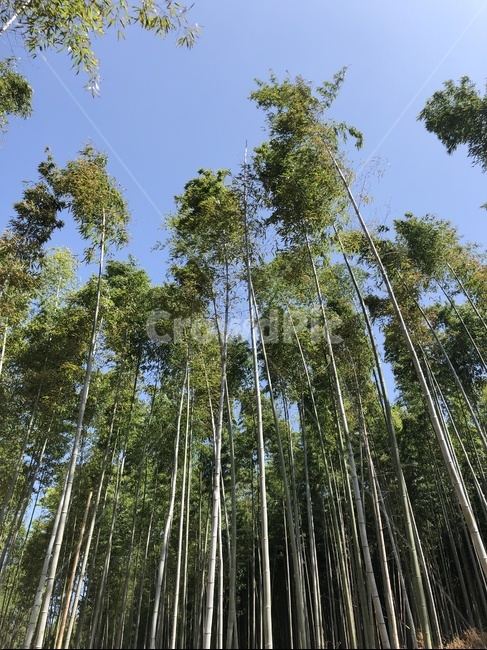 담양,대나무,대나무숲,숲,길,숲길