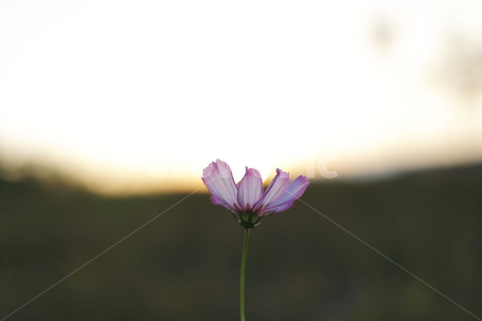 코스모스,꽃,flower,cosmos,식물,식물,자연,plants,nature,꽃,flower