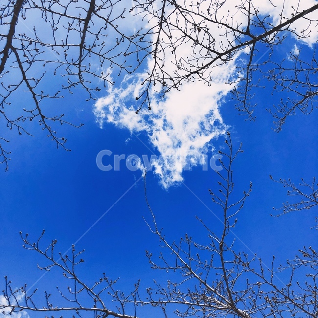 하늘,나무,구름,파랑,자연,자연,풍경,nature,landscape,tree,plant,식물