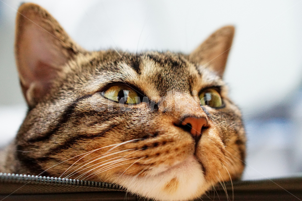 pet,cat,animal,동물,포유류,동물,animal,포유류,mammal,고양이,cat,kitten,kitty