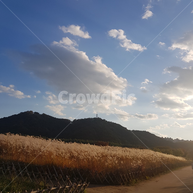 갈대숲,갈대,구름,나무,갈대밭,자연,식물,자연,풍경,nature,landscape