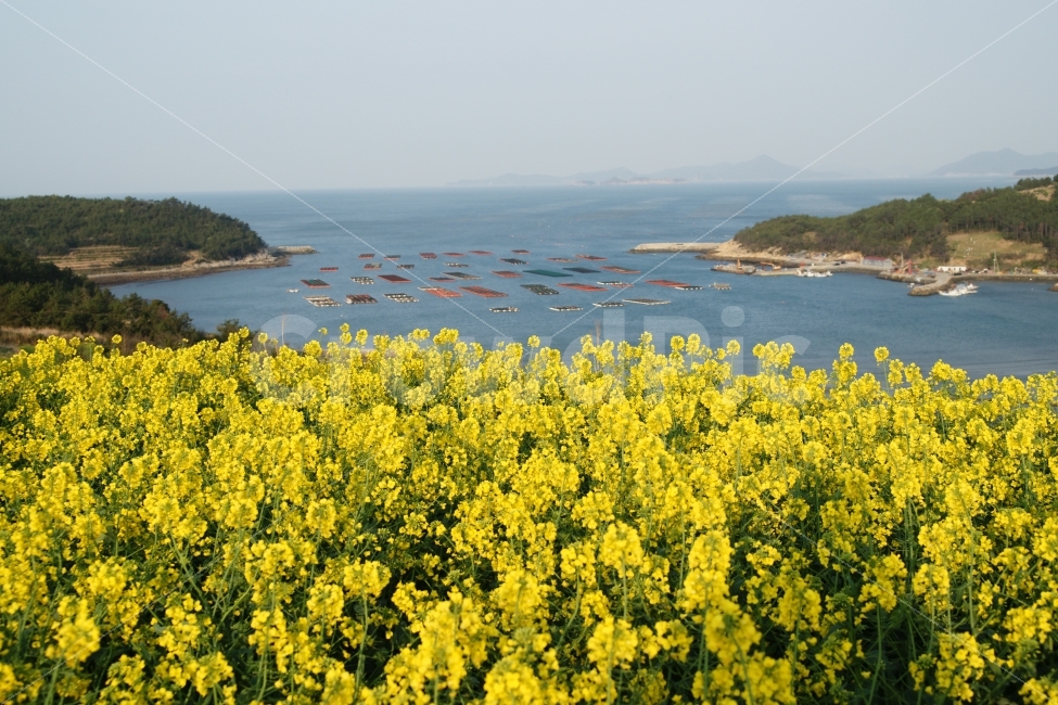 청산도,슬로우시티,유채꽃,봄,서편제,자연풍경,자연,풍경,nature,landscape,봄,계절,spring,season,outdoors,옥외,land,땅,field,들,grassland,목초지