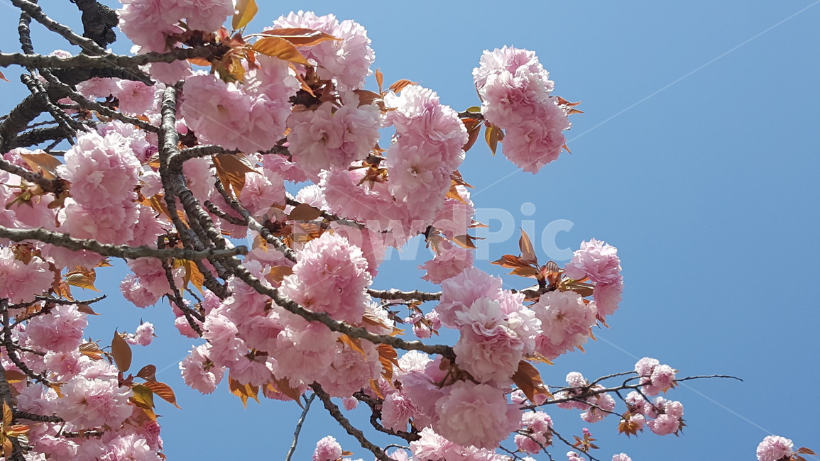 벚꽃,버찌,벚나무,봄꽃,분홍벚꽃,봄,계절,spring,season,식물,자연,plants,nature,꽃,flower,plant,blossom