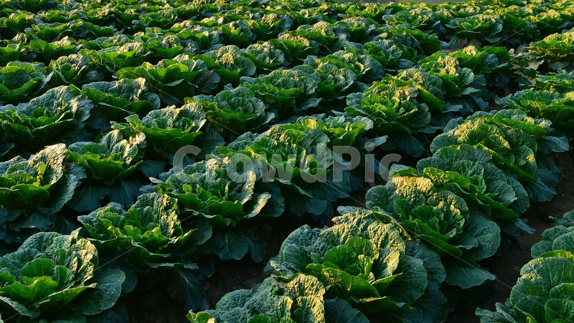 plant,식물,leaf,잎,배추,배추밭,김장김치,고랭지배추밭,농업,농사,경작,영농,고랭지배추,농업,농사,agriculture,farming,farming industry