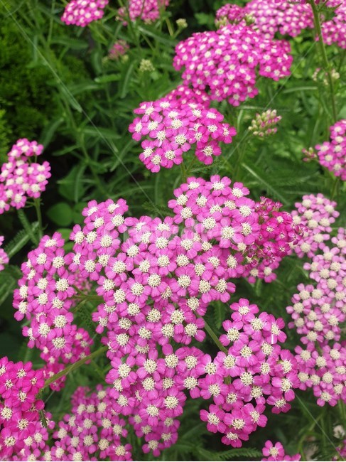 식물,꽃,자연,풍경,자연풍경,꽃잎,plant,nature,flower,landscape,naturelandscape,leaf,petal,floralleaf,제라늄,분홍꽃,geranlum,꽃송이,pink,pinkcolor,blossom