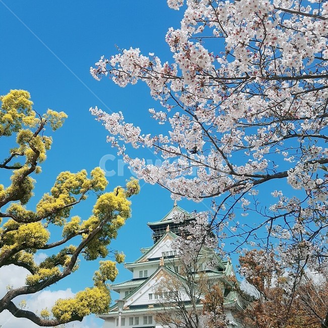 고성,성,castle,봄,벚꽃,자연풍경,자연,오사카,사쿠라,하늘,나무,봄,계절,spring,season,랜드마크,landmark,tourist attraction,해외,외국,세계,foreign,oversea,world,세계랜드마크,해외랜드마크,외국랜드마크,world landmark,world tourist attraction,plant,식물,tree