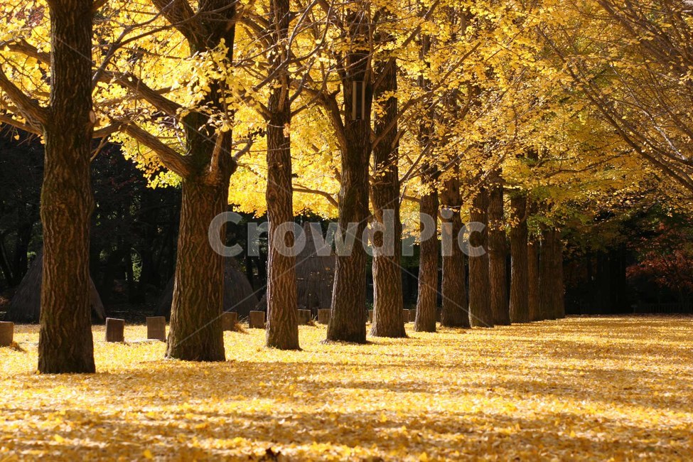 나무,plant,식물,은행나무,단풍,가을,계절,fall,autumn,season,자연,풍경,nature,landscape,tree,tree trunk,나무 줄기