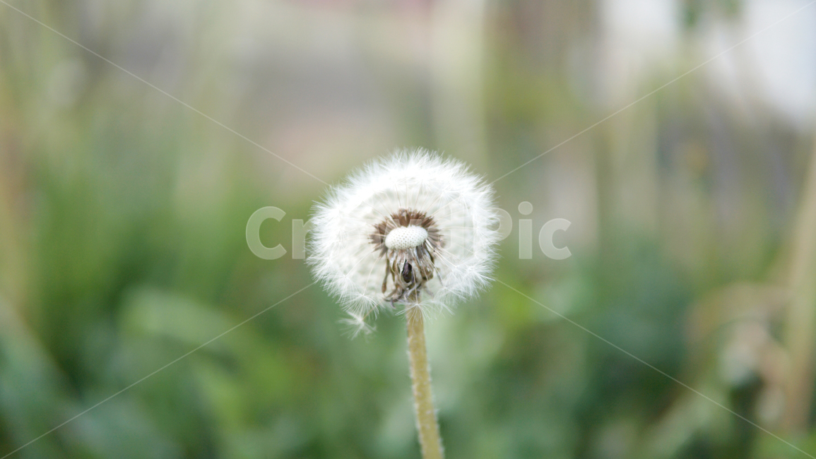 민들레,홀씨,꽃,식물,씨앗,식물,자연,plants,nature,꽃,flower