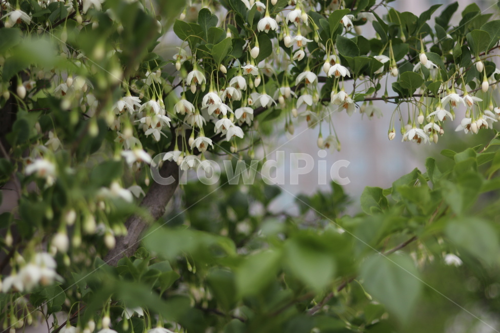 때죽나무꽃,흰색,꽃봉오리,봄,낮,봄,계절,spring,season,식물,자연,plants,nature,꽃,flower,plant